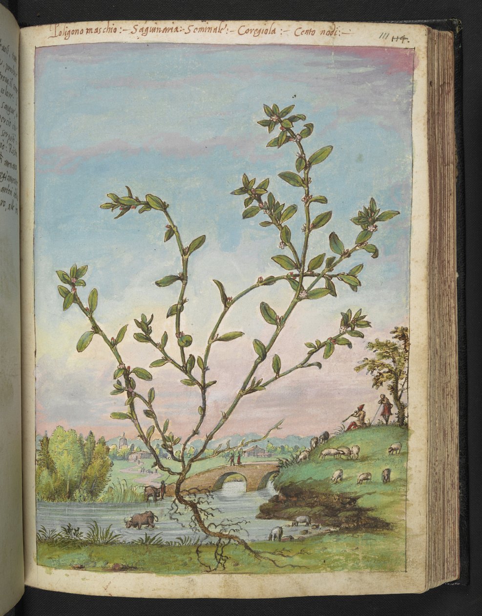Polygonum aviculare, de "Pinturas da Flora dos Estados Romanos" de Gherardo Cibo, Acrescentar MS 22333, f111r, c.1564-84 (aquarela e guache sobre papel) de Gherardo Cibo