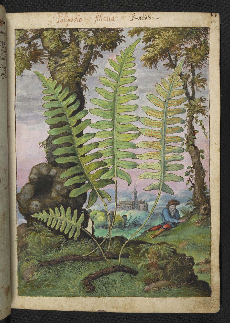 Polypodium, de "Pinturas da Flora dos Estados Romanos" de Gherardo Cibo, Acrescentar MS 22333, f015r, c.1564-84 (aquarela e guache sobre papel) de Gherardo Cibo