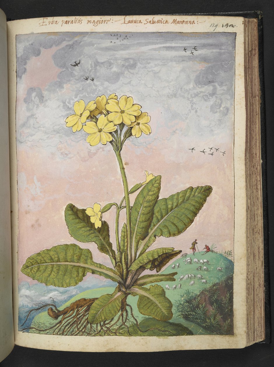 Primula elatior: Uma planta com pétalas amarelas. , de "Pinturas da Flora dos Estados Romanos" de Gherardo Cibo, Acrescentar MS 22333, f129r, c.1564-84 (aquarela e guache sobre papel) de Gherardo Cibo