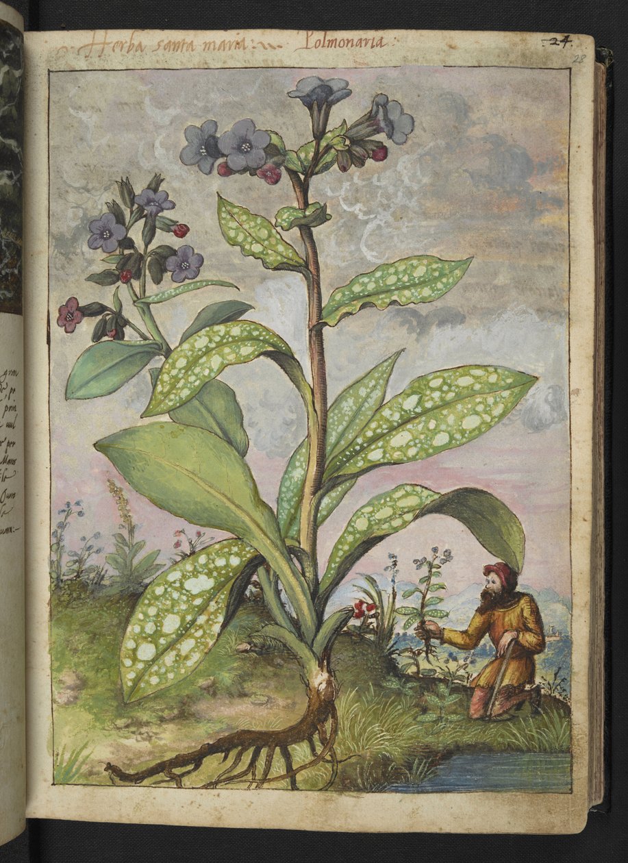 Pulmonaria officinalis, de "Pinturas de Flora dos Estados Romanos" de Gherardo Cibo, Add MS 22333, f028r, c.1564-84 (aguarela e guache sobre papel) de Gherardo Cibo