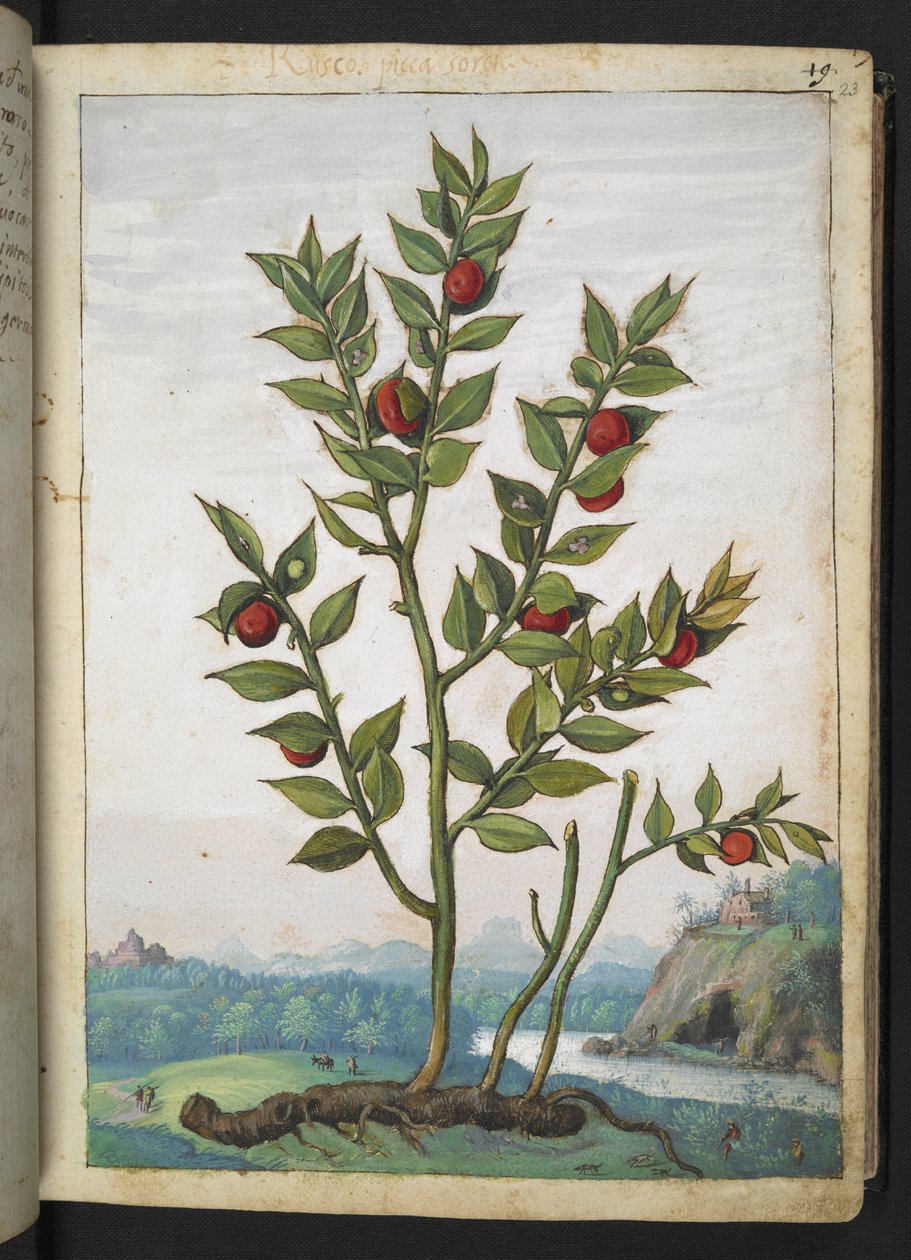 Ruscus aculeatus: Uma planta com frutos vermelhos, de "Pinturas da Flora dos Estados Romanos" de Gherardo Cibo, Adicionar MS 22333, f023r, c.1564-84 (aquarela e guache sobre papel) de Gherardo Cibo