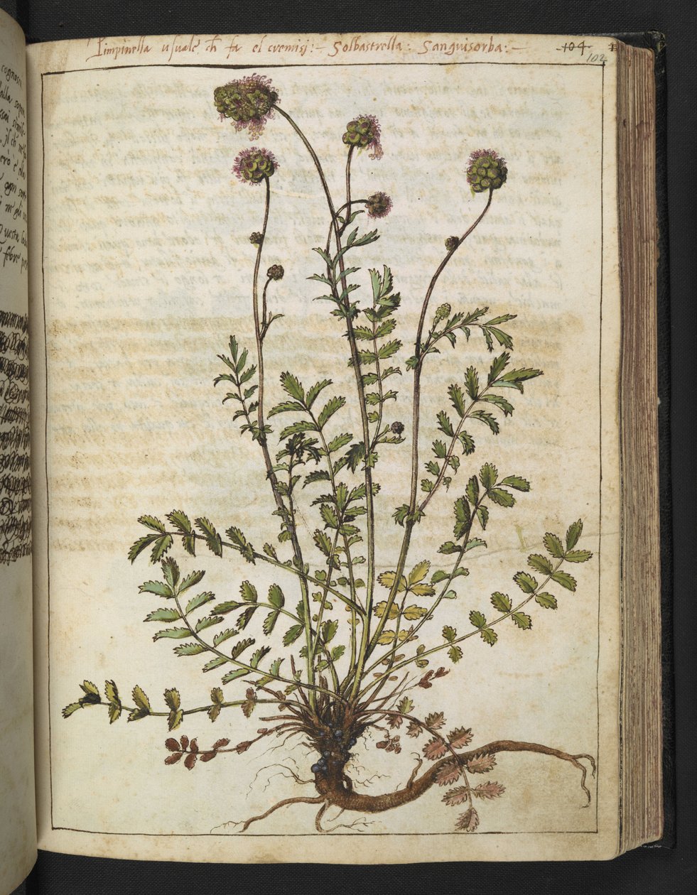 Sanguisorba minor, de "Pinturas da Flora dos Estados Romanos" de Gherardo Cibo, Acrescentar MS 22333, f102r, c.1564-84 (aquarela e guache sobre papel) de Gherardo Cibo