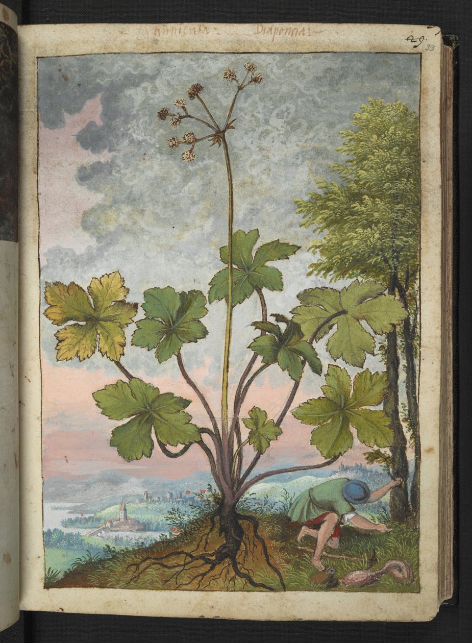 Sanicula europaea e um homem examinando a base de uma árvore, de "Pinturas da Flora dos Estados Romanos" de Gherardo Cibo, Add MS 22333, f033r, c.1564-84 (aquarela e guache sobre papel) de Gherardo Cibo