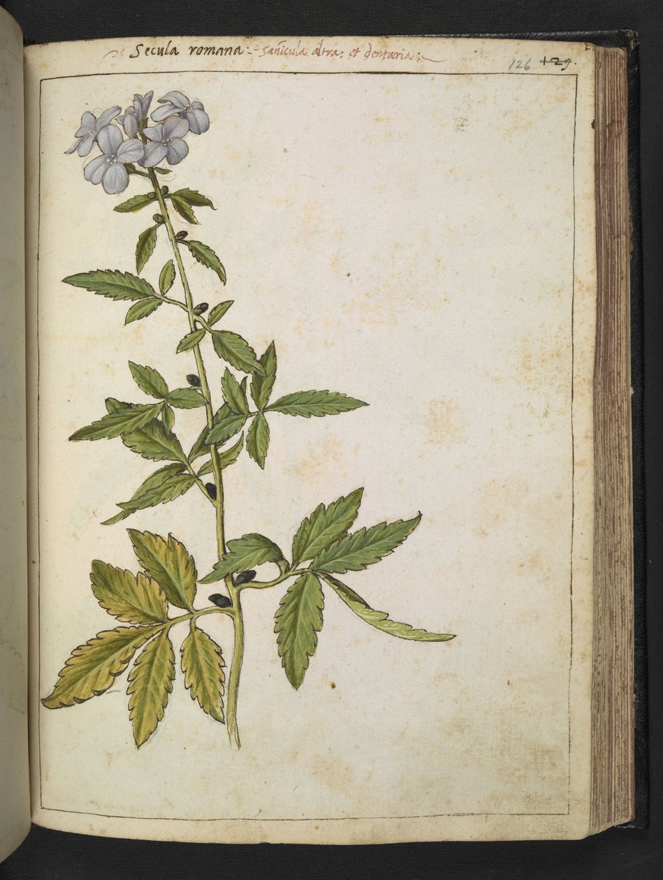 Sanicula, de "Pinturas da Flora dos Estados Romanos" de Gherardo Cibo, Acrescentar MS 22333, f126r, c.1564-84 (aquarela e guache sobre papel) de Gherardo Cibo