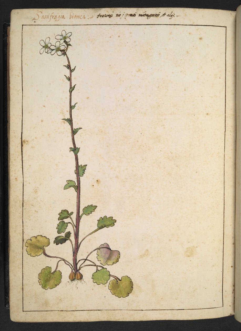 Saxifraga bianca, flor alpina com pétalas brancas, das "Pinturas da Flora dos Estados Romanos" de Gherardo Cibo, Acrescentar MS 22333, f180v, c.1564-84 (aguarela e guache sobre papel) de Gherardo Cibo