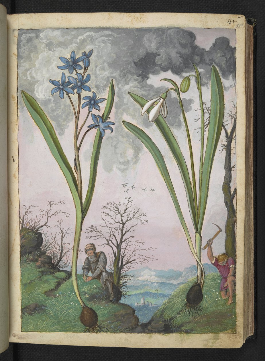 Scilla bifolia e Galanthus nivalis, de "Pinturas da Flora dos Estados Romanos" de Gherardo Cibo, Acrescentar MS 22333, f035r, c.1564-84 (aquarela e guache sobre papel) de Gherardo Cibo