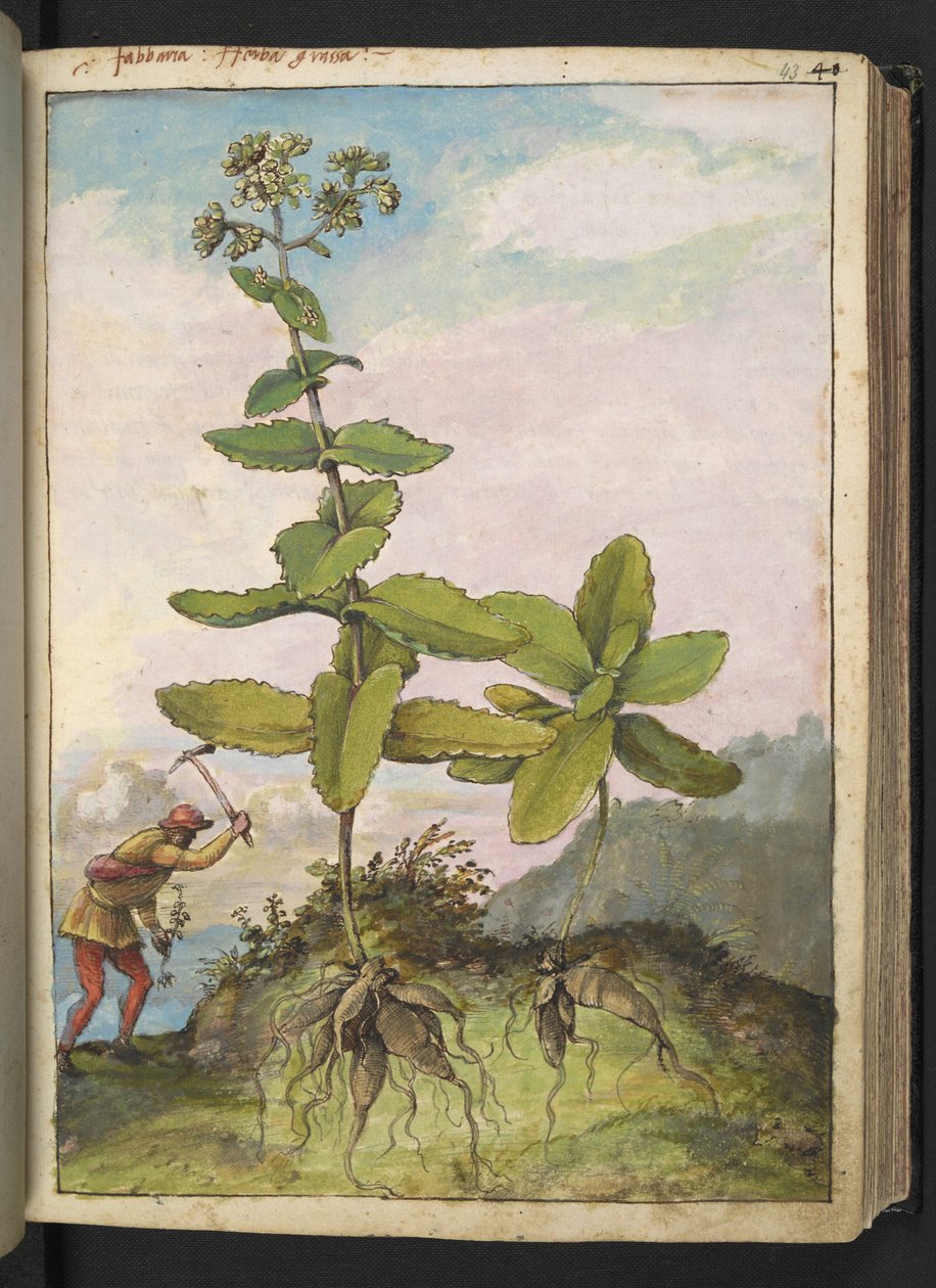 Sedum telephium, de "Pinturas da Flora dos Estados Romanos" de Gherardo Cibo, Acrescentar MS 22333, f043r, c.1564-84 (aquarela e guache sobre papel) de Gherardo Cibo