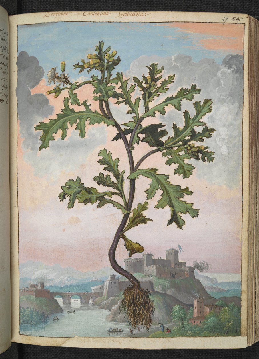 Senecio vulgaris, de "Pinturas de Flora dos Estados Romanos" de Gherardo Cibo, Acrescente MS 22333, f057r, c.1564-84 (aguarela e guache sobre papel) de Gherardo Cibo