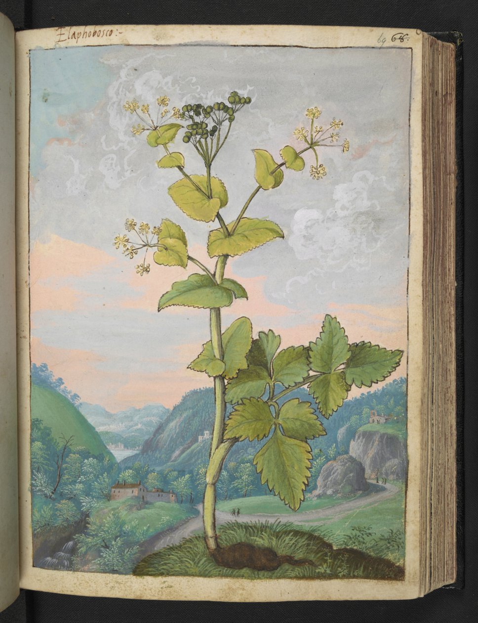 Smyrnium olusatrum, de "Pinturas da Flora dos Estados Romanos" de Gherardo Cibo, Acrescentar MS 22333, f069r, c.1564-84 (aquarela e guache sobre papel) de Gherardo Cibo