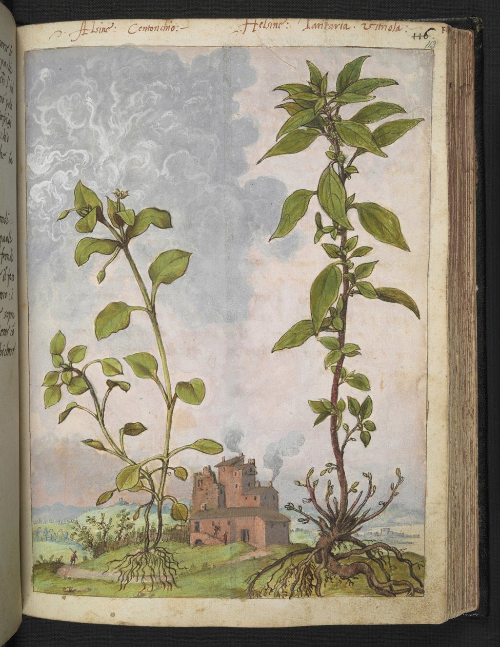 Mídia Stellaria, Possivelmente Mídia Stellaria, de "Pinturas da Flora dos Estados Romanos" de Gherardo Cibo, Adicionar MS 22333, f113r, c.1564-84 (aquarela e guache sobre papel) de Gherardo Cibo