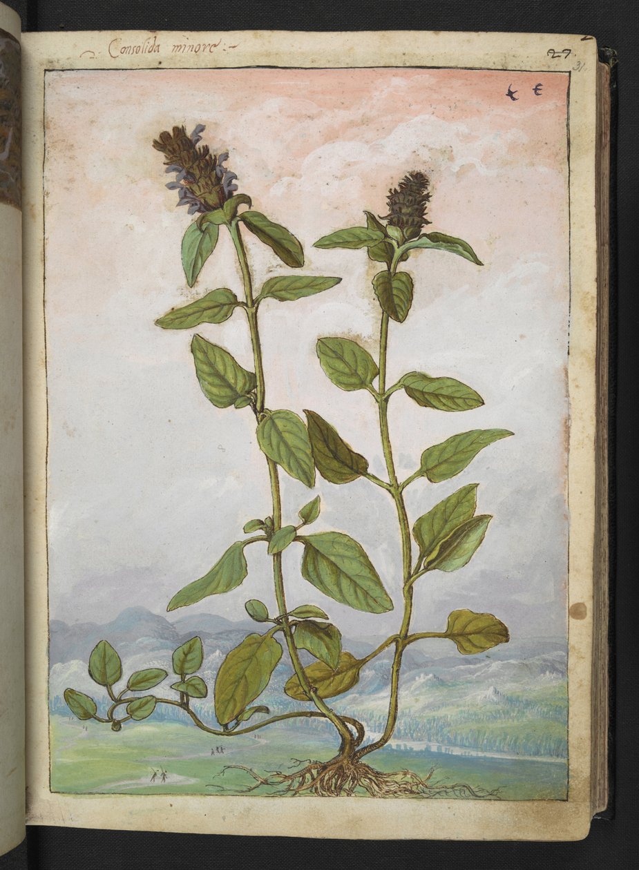 Symphytum bulbosum (Bulbous Comfrey), de "Paintings of Flora of the Roman States" de Gherardo Cibo, Add MS 22333, f031r, c.1564-84 (aguarela e guache sobre papel) de Gherardo Cibo
