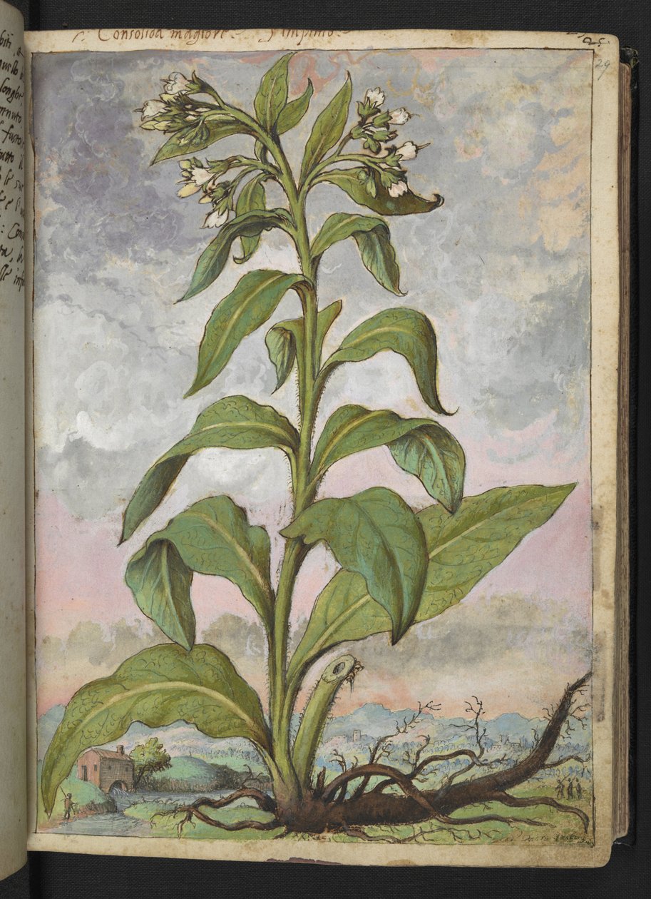 Symphytum officinale (Comfrey), de "Paintings of Flora of the Roman States" de Gherardo Cibo, Add MS 22333, f029r, c.1564-84 (aguarela e guache sobre papel) de Gherardo Cibo