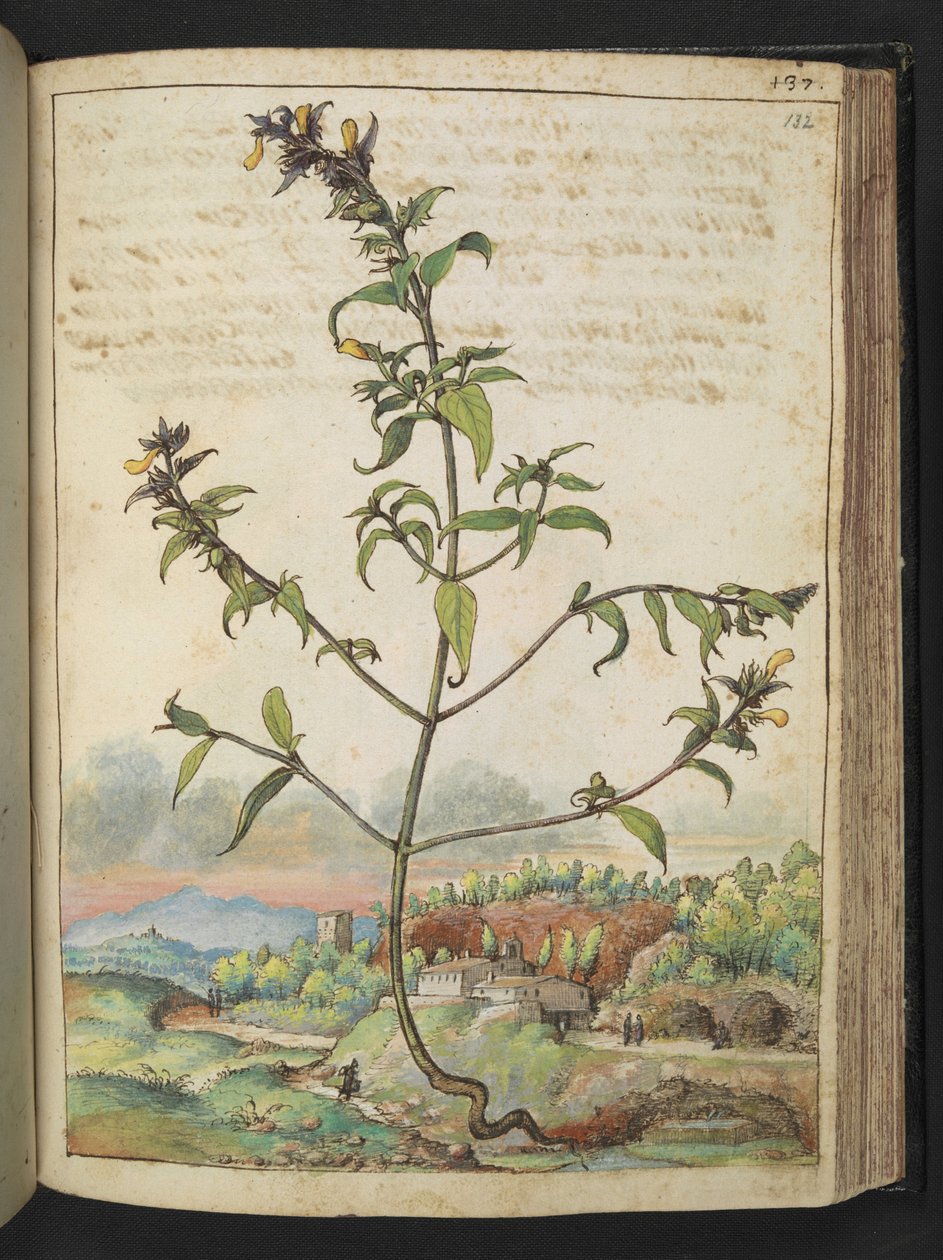 Planta alta com folhas verdes e flores amarelas, de "Paintings of Flora of the Roman States" de Gherardo Cibo, Add MS 22333, f132r, c.1564-84 (aguarela e guache sobre papel) de Gherardo Cibo