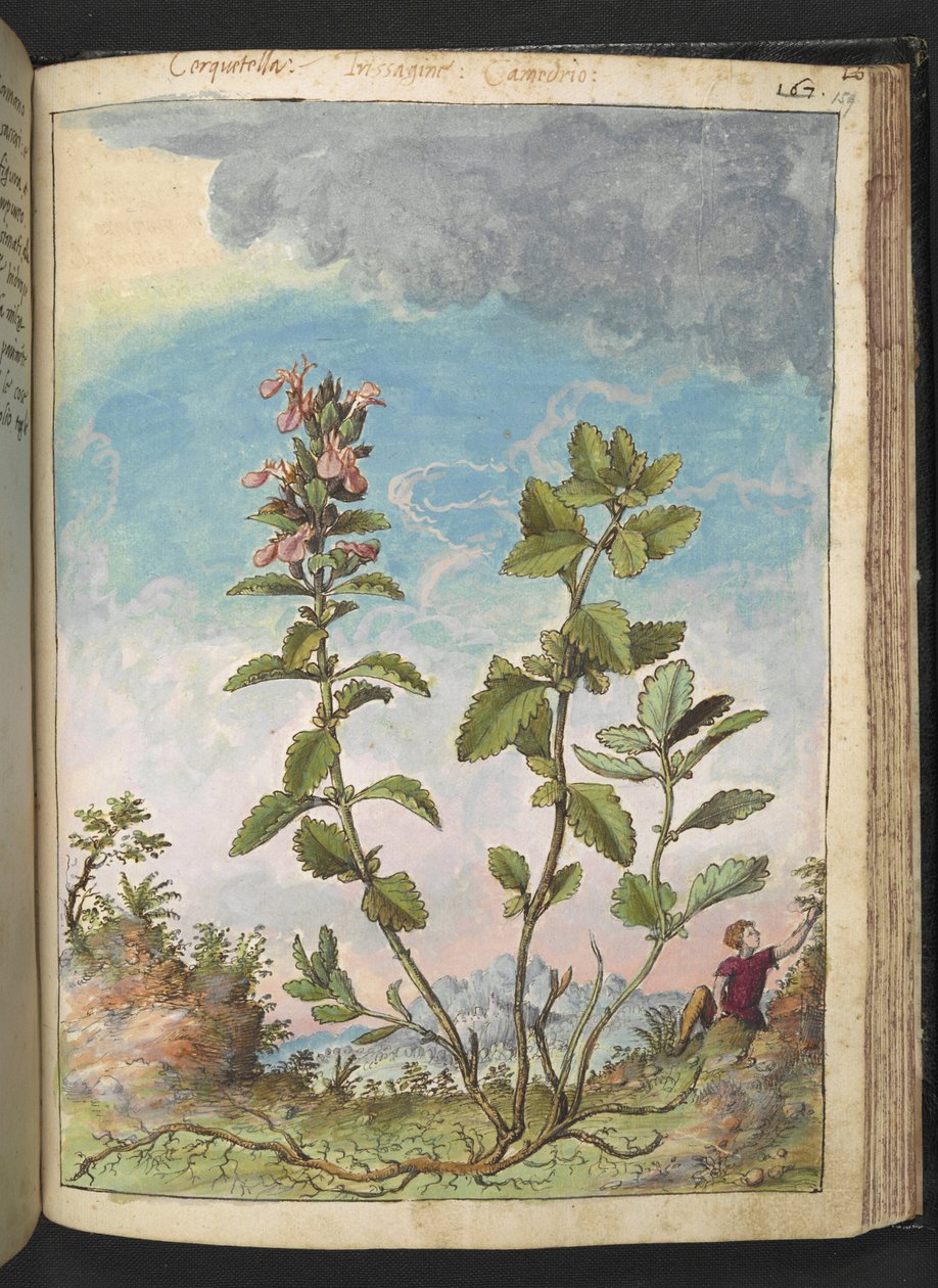 Teucrium chamaedrys (Wall Germander), de "Pinturas de Flora dos Estados Romanos" de Gherardo Cibo, Add MS 22333, f159r, c.1564-84 (aguarela e guache sobre papel) de Gherardo Cibo