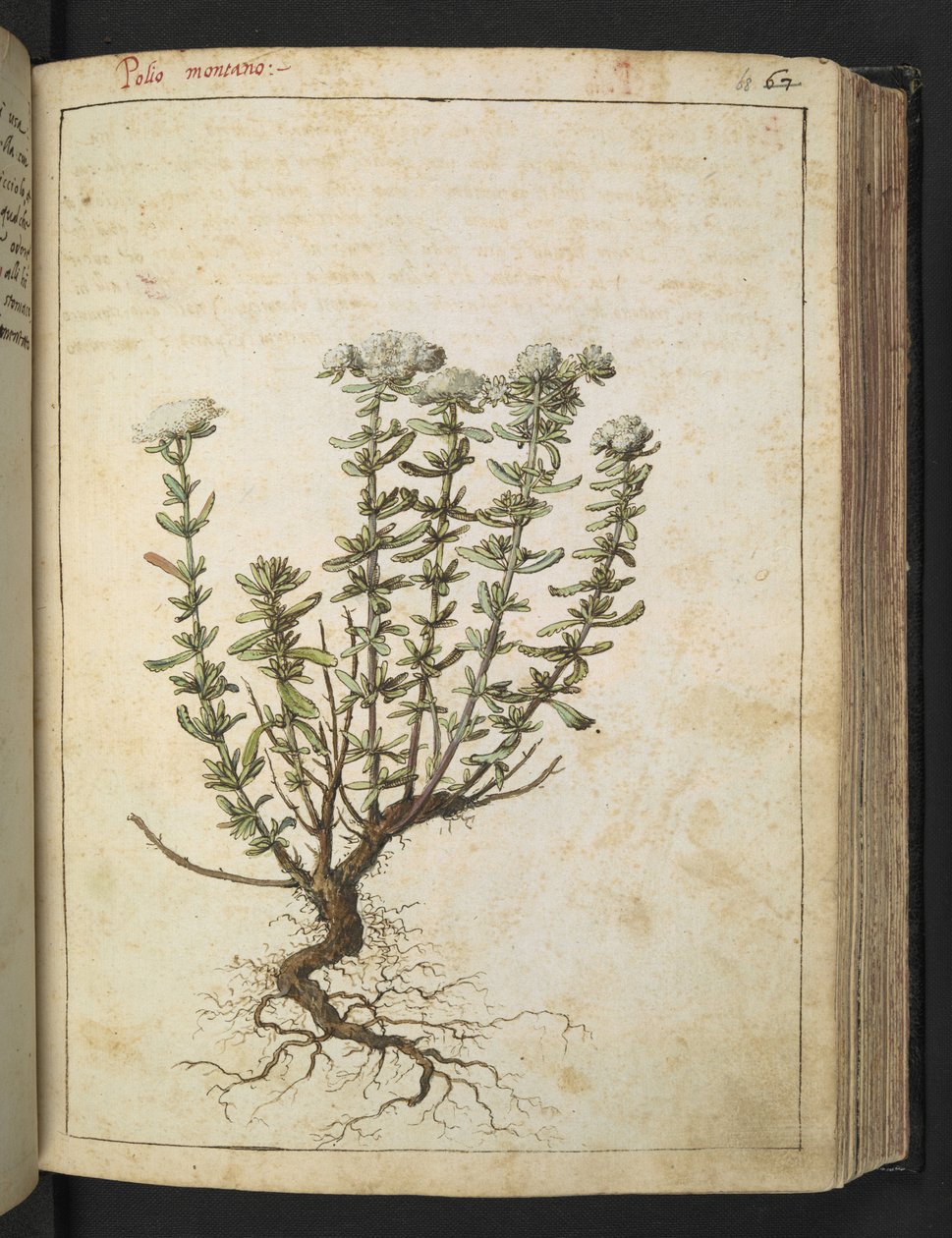 Teucrium montanum, de "Pinturas de Flora dos Estados Romanos" de Gherardo Cibo, Acrescente MS 22333, f068r, c.1564-84 (aguarela e guache sobre papel) de Gherardo Cibo