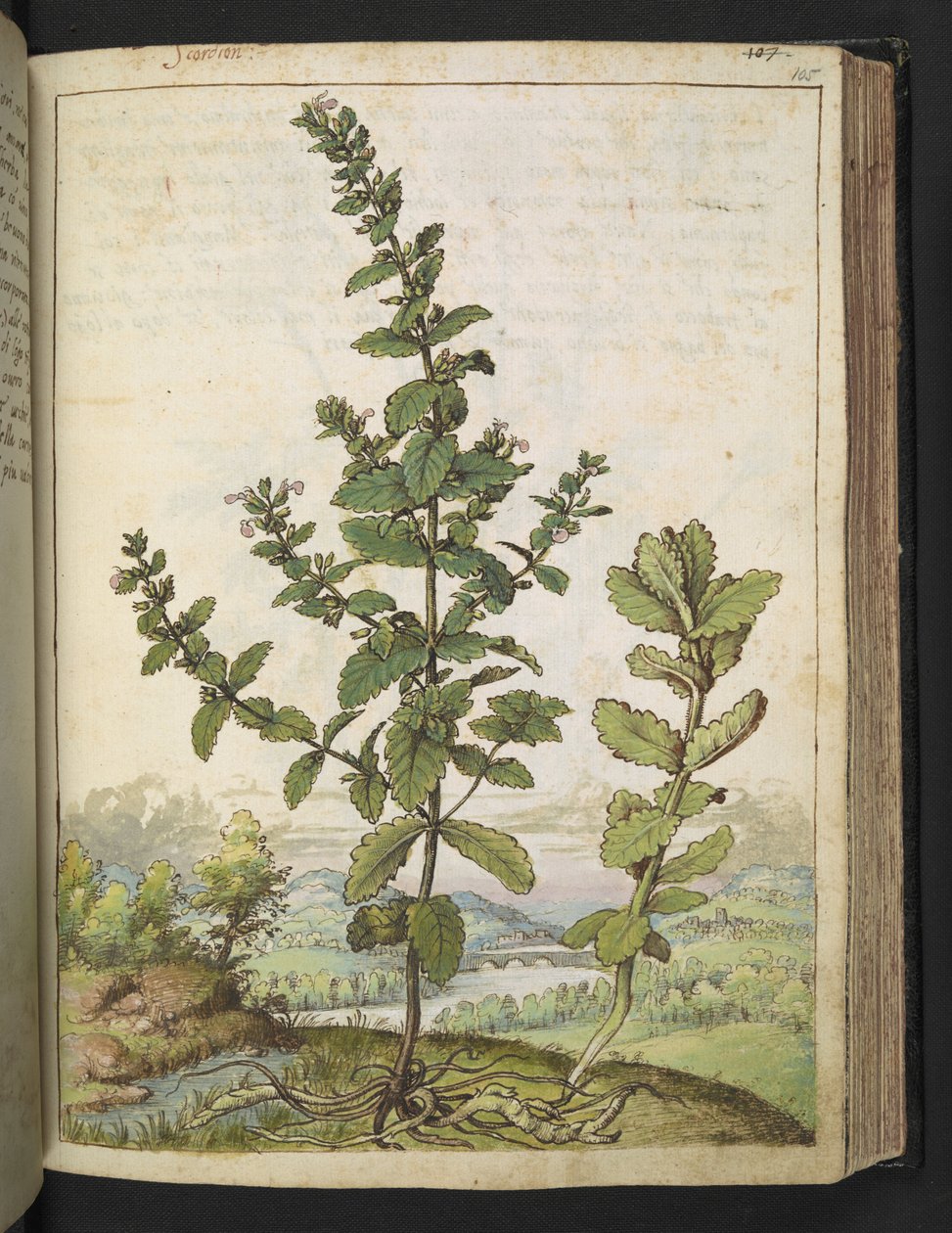 Teucrium scordium, de "Pinturas da Flora dos Estados Romanos" de Gherardo Cibo, Acrescentar MS 22333, f105r, c.1564-84 (aquarela e guache sobre papel) de Gherardo Cibo