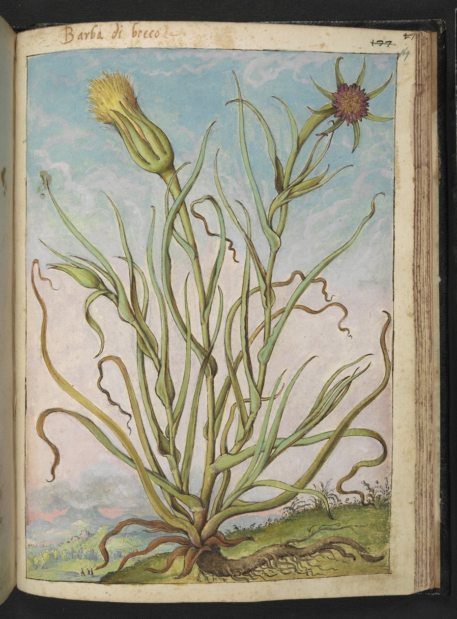 Tragopogon porrifolius, de "Pinturas de Flora dos Estados Romanos" de Gherardo Cibo, Add MS 22333, f169r, c.1564-84 (aguarela e guache sobre papel) de Gherardo Cibo