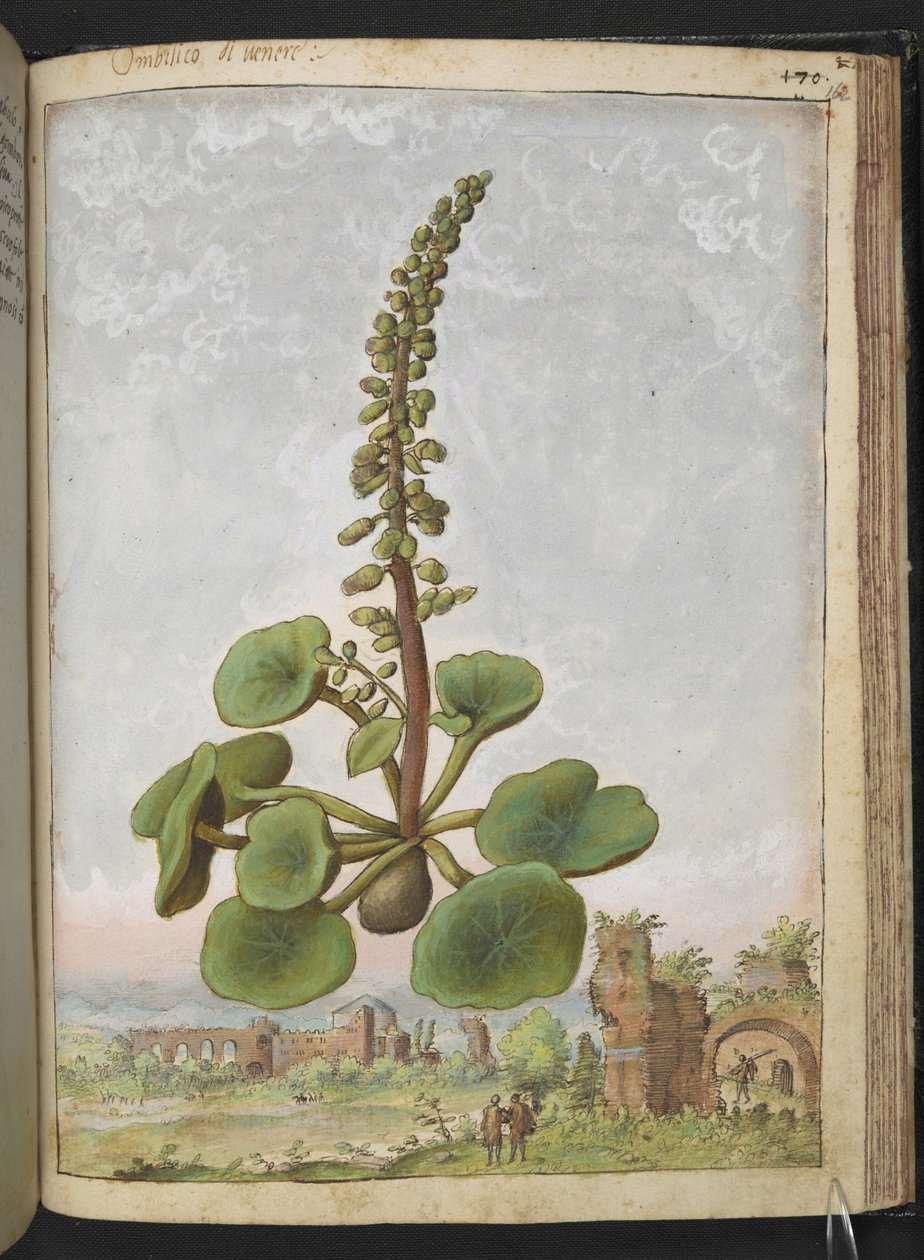 Umbilicus rupestris (Navelwort): Planta de floração comestível, de "Pinturas de Flora dos Estados Romanos" de Gherardo Cibo, Acrescente MS 22333, f162r, c.1564-84 (aguarela e guache sobre papel) de Gherardo Cibo