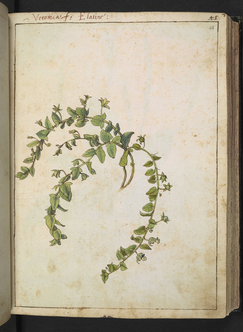Verônica, de "Pinturas da Flora dos Estados Romanos" de Gherardo Cibo, Acrescentar MS 22333, f048r, c.1564-84 (aquarela e guache sobre papel) de Gherardo Cibo