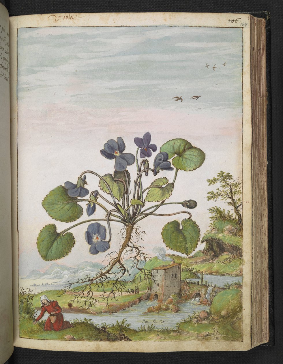 Viola odorata, de "Pinturas da Flora dos Estados Romanos" de Gherardo Cibo, Acrescentar MS 22333, f104r, c.1564-84 (aquarela e guache sobre papel) de Gherardo Cibo