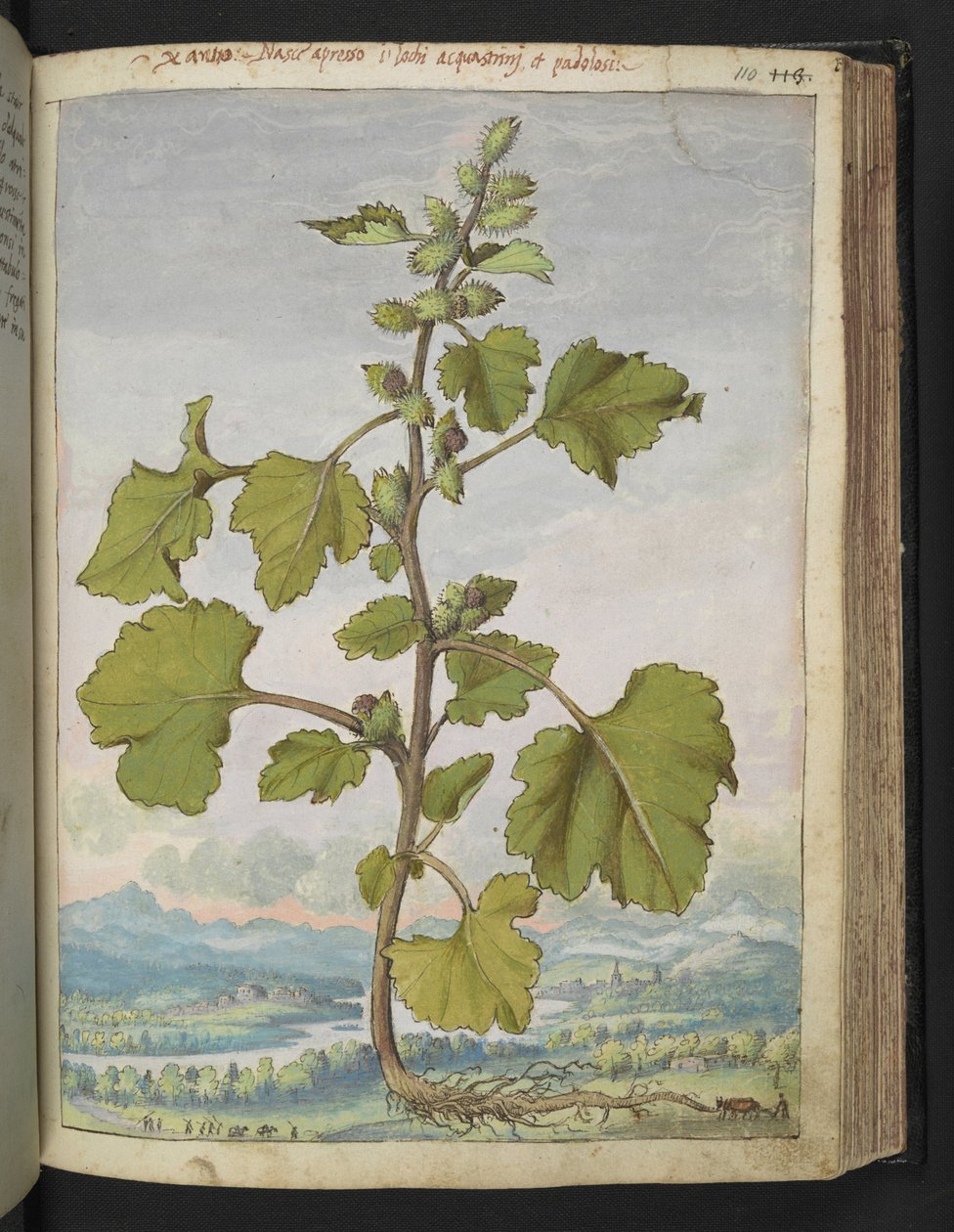 Xanthium strumarium, de "Pinturas da Flora dos Estados Romanos" de Gherardo Cibo, Acrescentar MS 22333, f110r, c.1564-84 (aquarela e guache sobre papel) de Gherardo Cibo