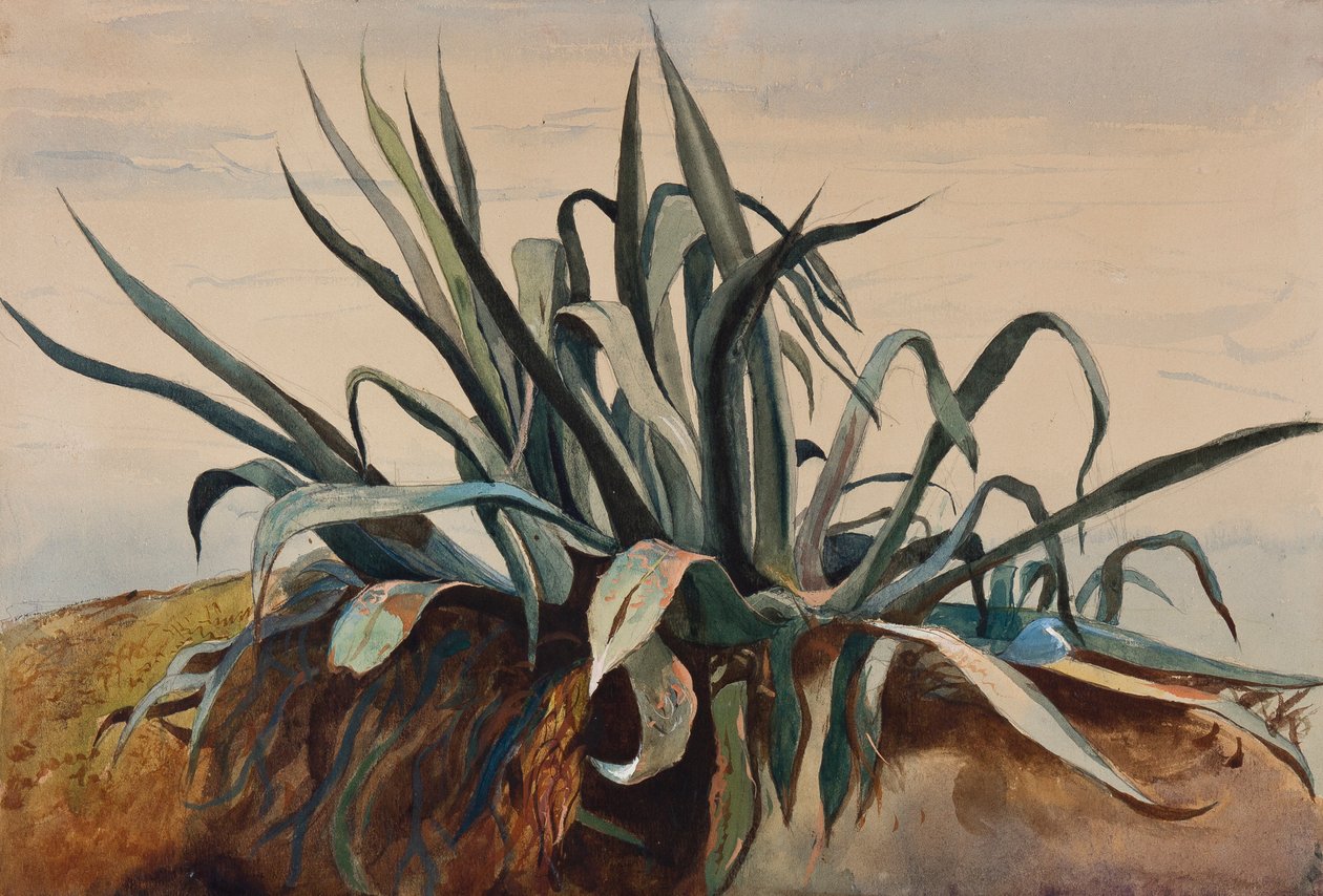 Estudo de um agave, com acréscimos de uma pupila de Borbone (lápis, wc e guache sobre papel) de Giacinto Gigante