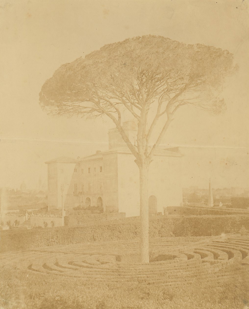 [Árvore no jardim formal fora do Palazzo], 1860s-70s. de Giacomo Caneva