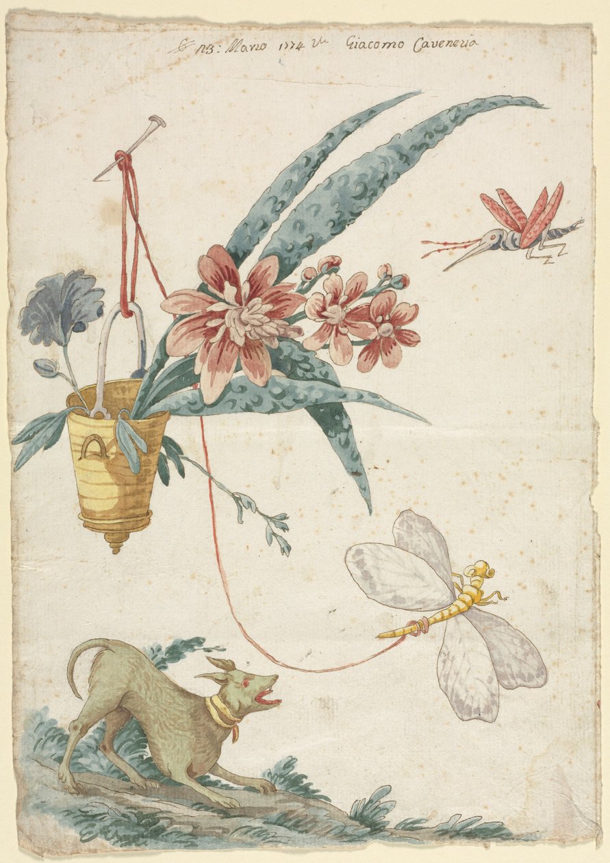 Desenho floral com cão e insectos de Giacomo Cavenezia