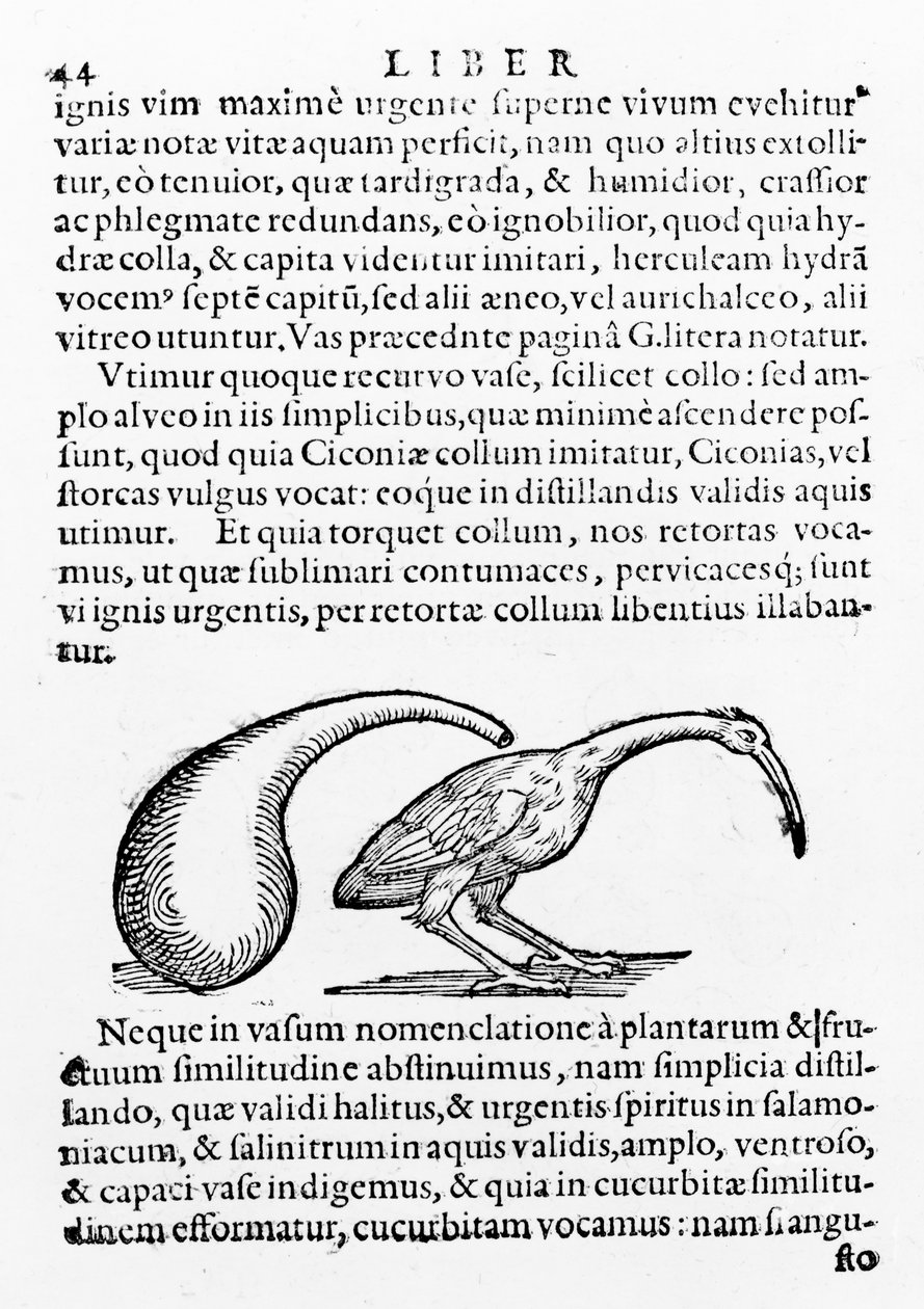 Balão e Íbis, ilustração de De distillatione de Giambattista della Porta, publicada em 1610 de Giambattista della Porta