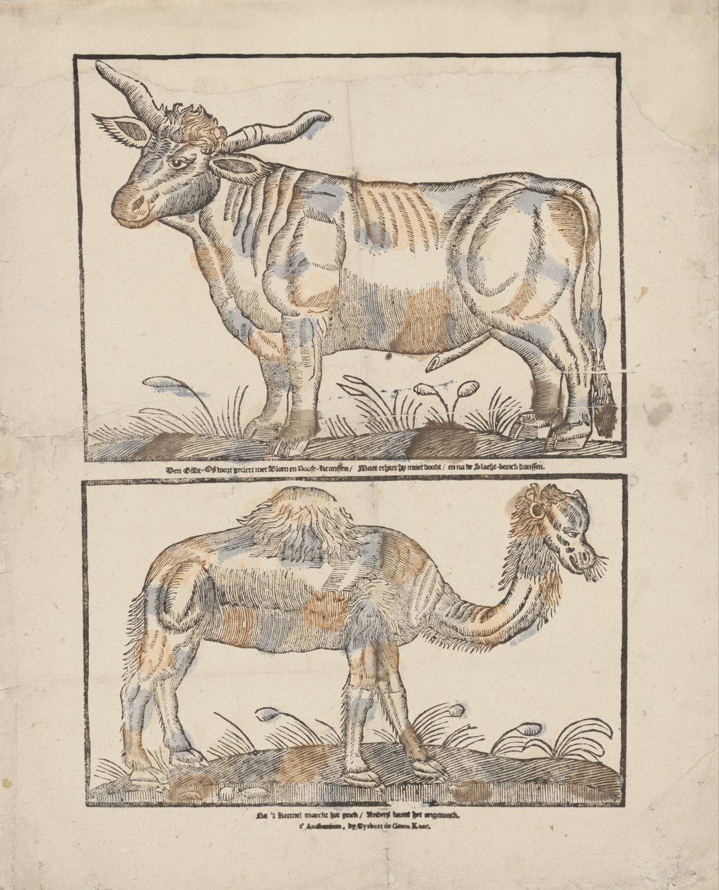 Boi e camelo de Gijsbert de Groot Keur