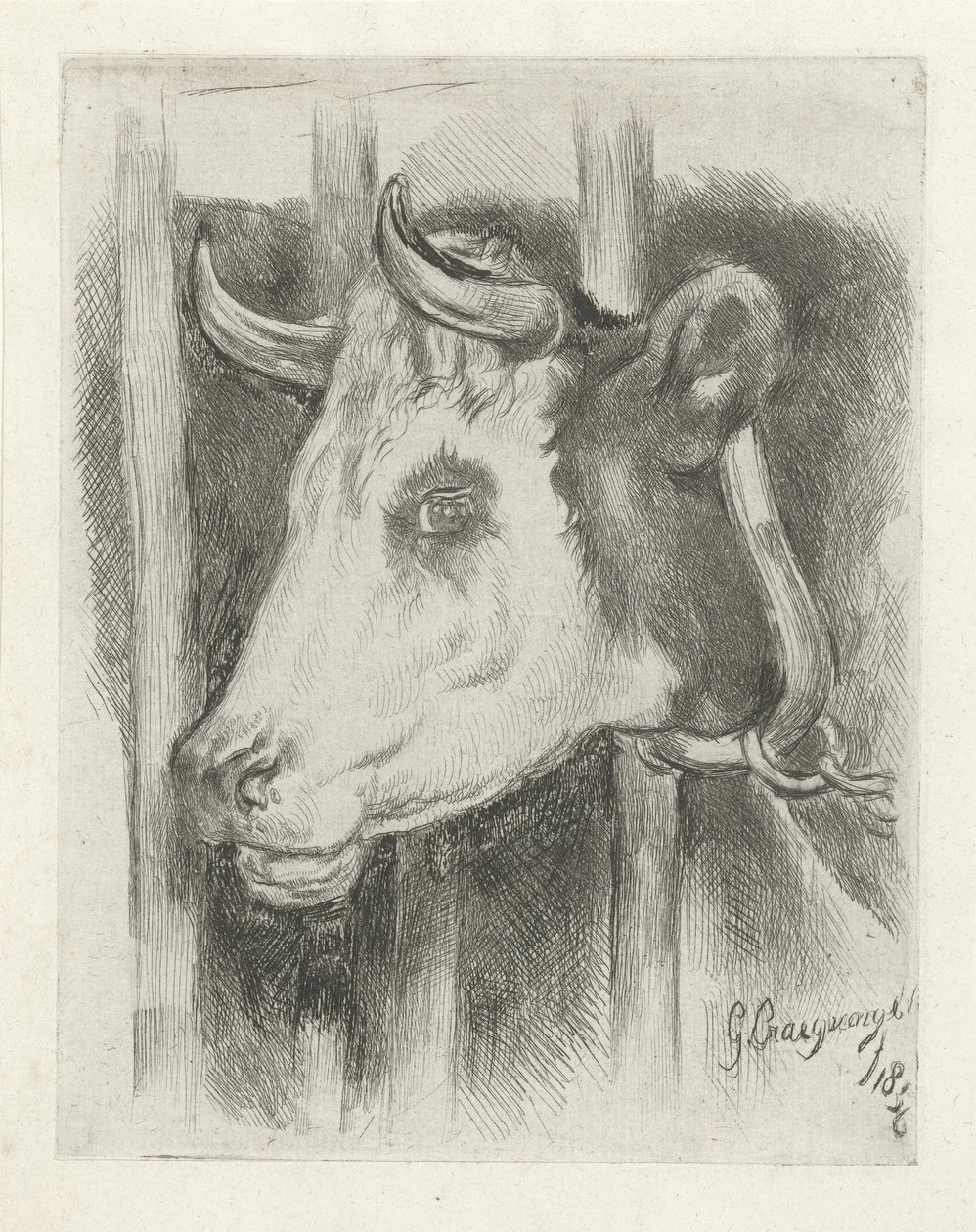 Cabeça de uma vaca de Gijsbertus Craeyvanger