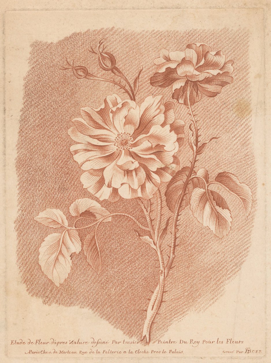 Bloemen
Estudo da Flor da Natureza desenhado por Roy