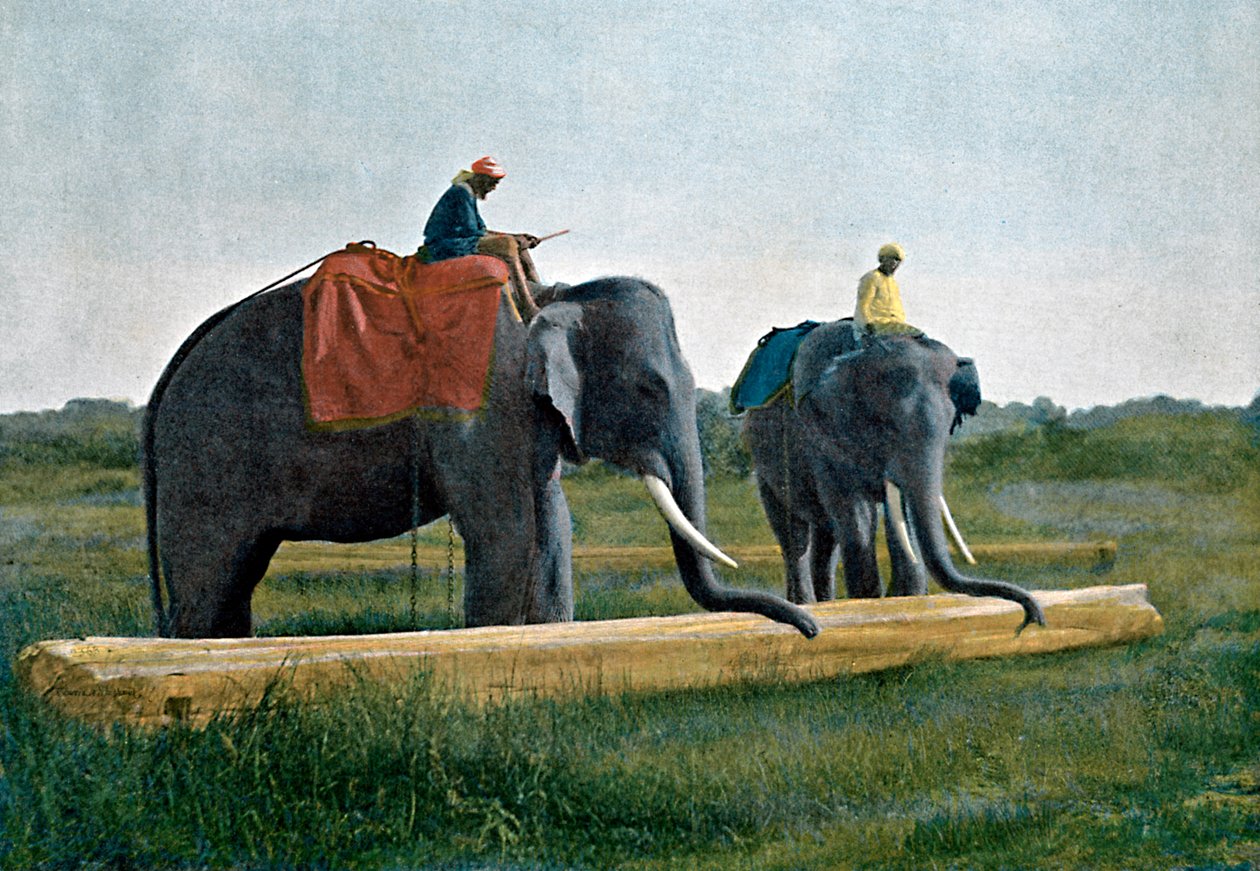 Elefantes movendo um tronco, Ceilão, c1890 de Gillot