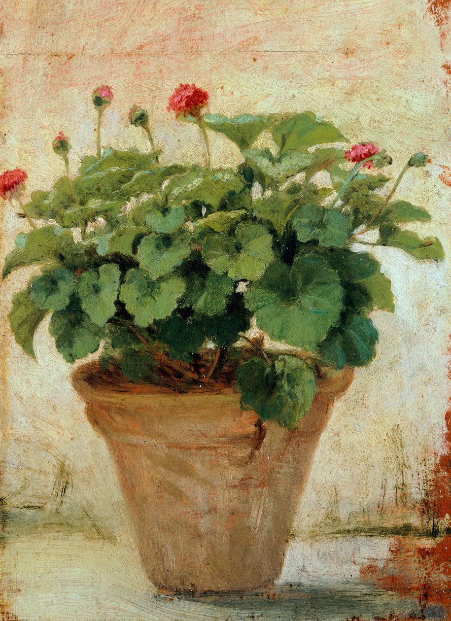 Vaso com gerânio (óleo sobre tela) de Gioacchino Toma