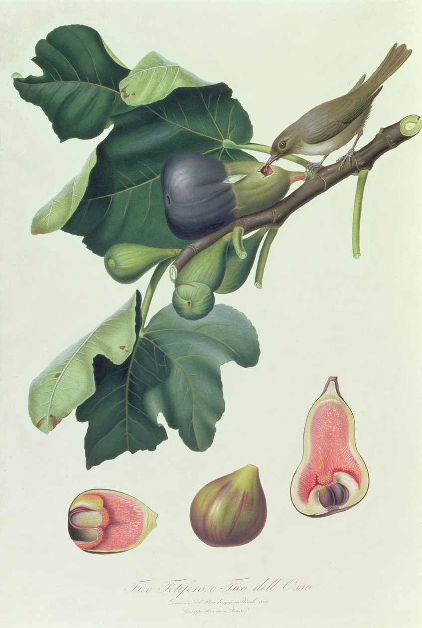Fico Fico e Fico dell&39;Osso, ilustração de Pomona Italiana, Pisa, 1826 de Giorgio Gallesio