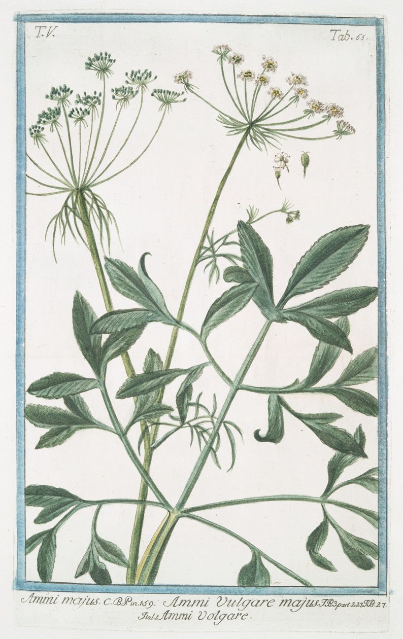 Ammi majus de Giorgio Bonelli