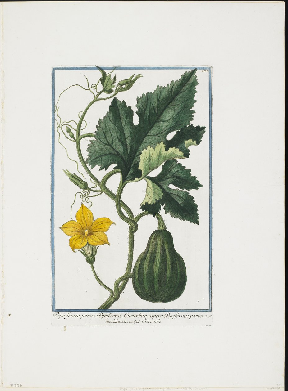 Vegetable Print, de Hortus Romanus, vol. I ou II, 1772-93 (stipple engraving, guache à mão) de Giorgio Bonelli