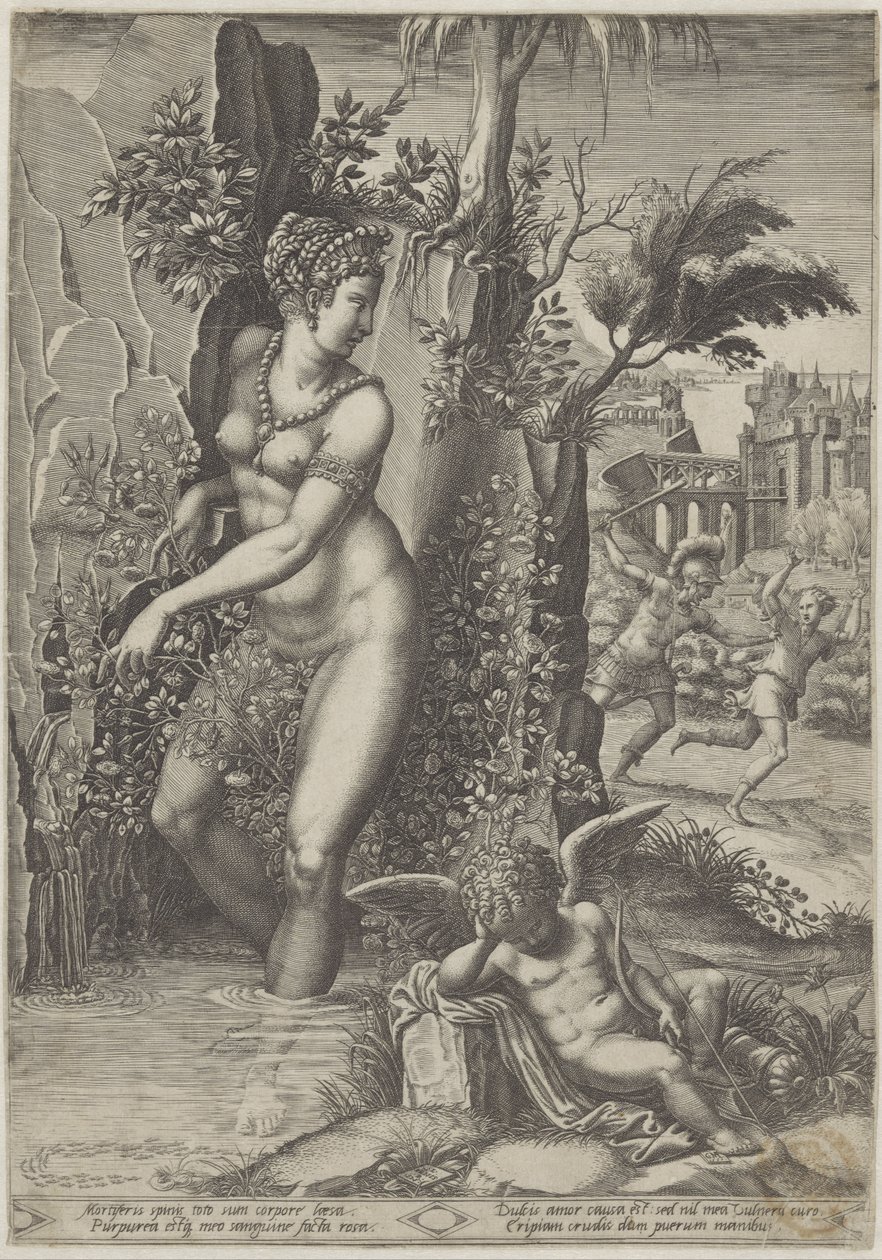 Vénus e a rosa de Giorgio Ghisi