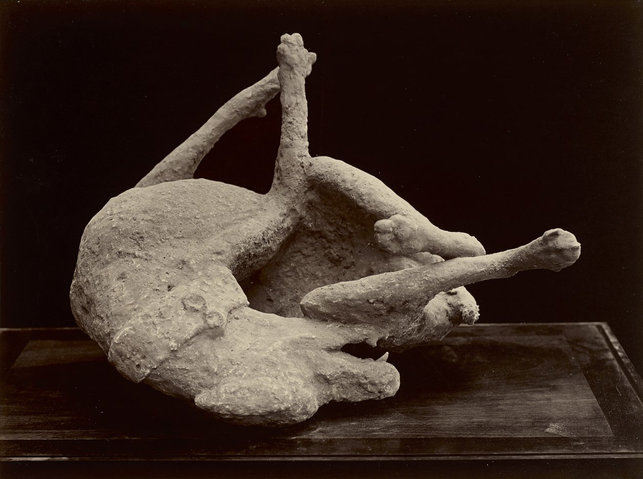 Dog, Pompeii, c.1870 (impressão em prata albúmen de negativo de vidro) de Giorgio Sommer
