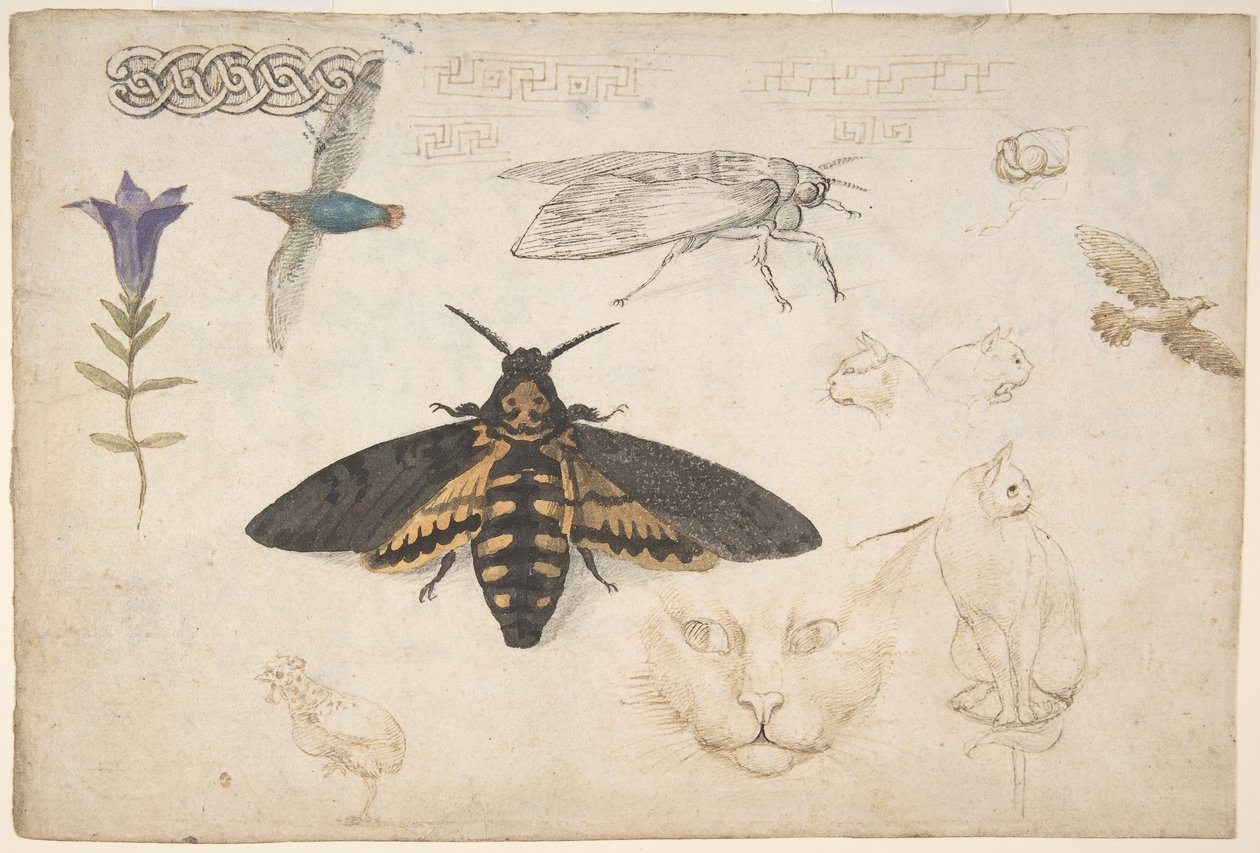 Estudos de uma genciana, mariposa, pássaros, gatos, motivo entrelaçado e trastes gregos reto..., 1530-40. de Giorgio di Giovanni