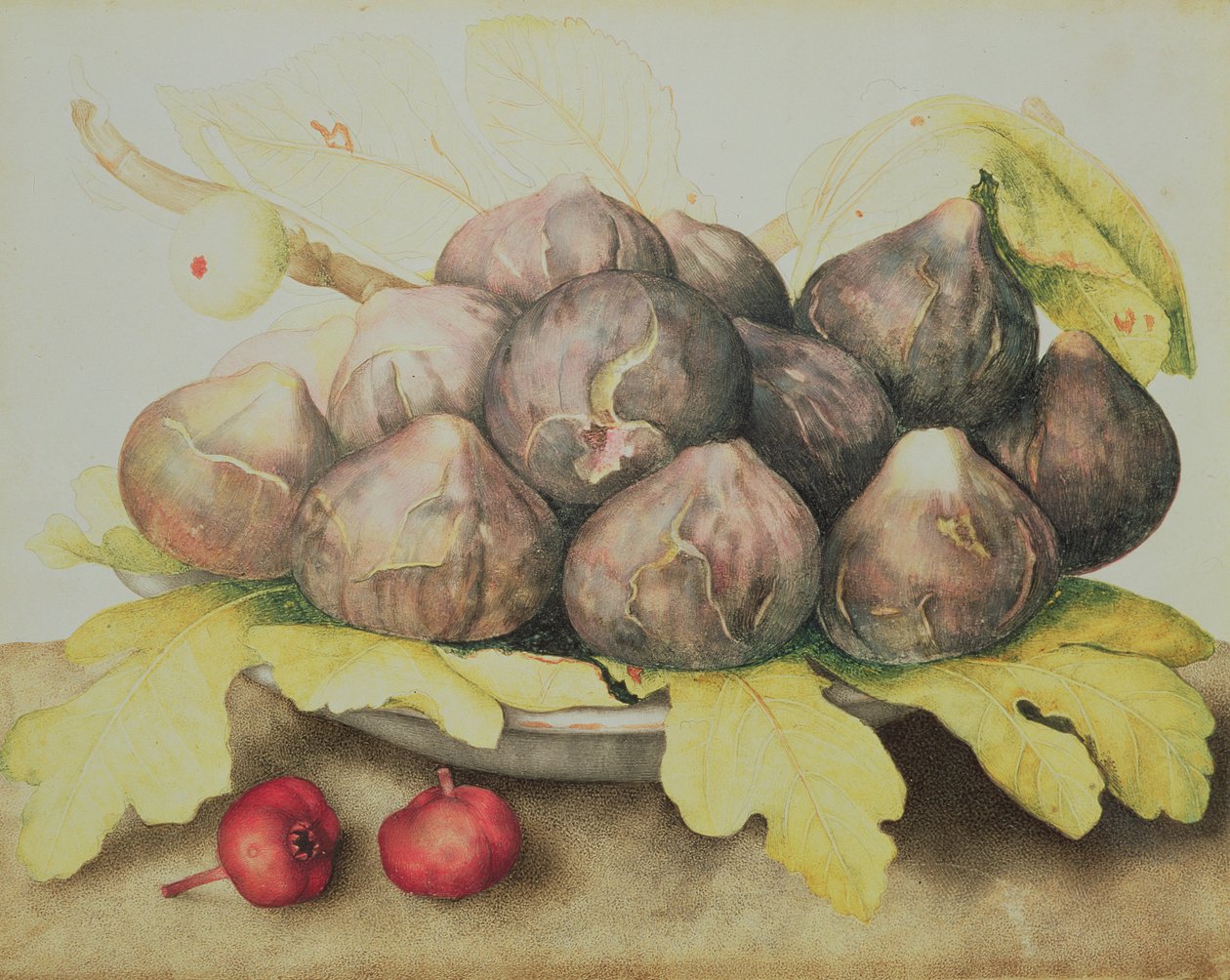 Figos de Giovanna Garzoni