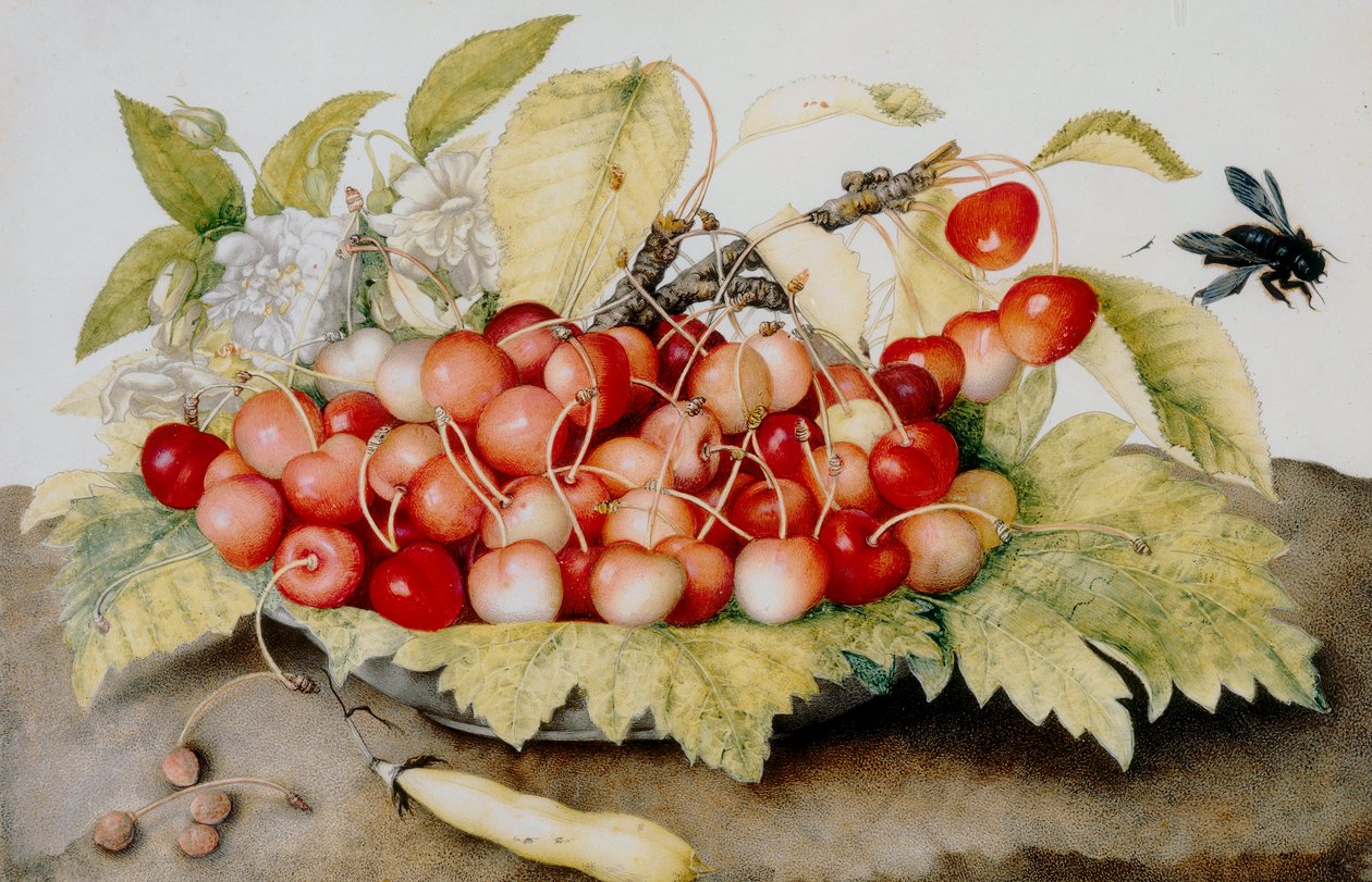 Prato de cerejas, vagem e abelha (wc) de Giovanna Garzoni