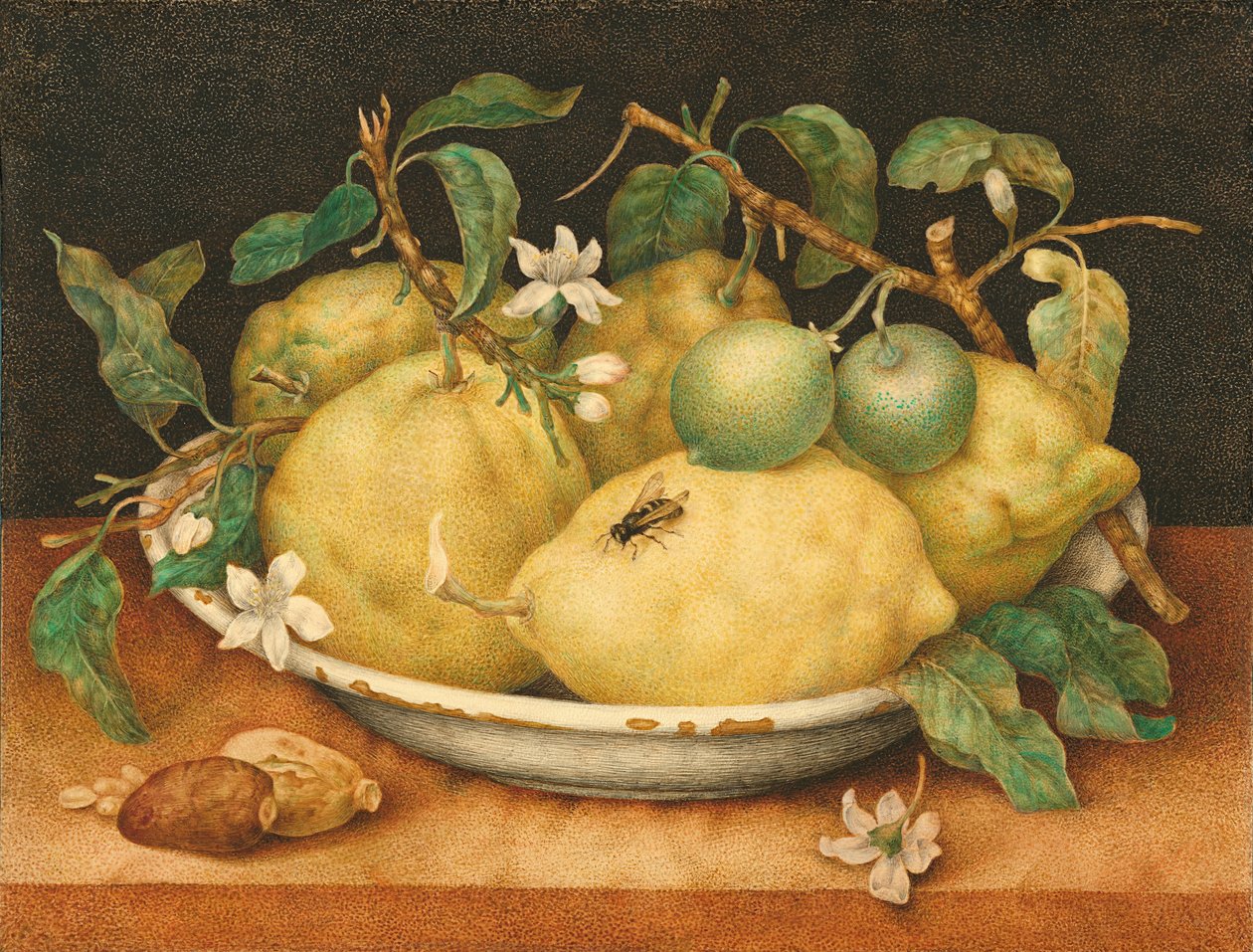 Ainda vida com tigela de cidra de Giovanna Garzoni