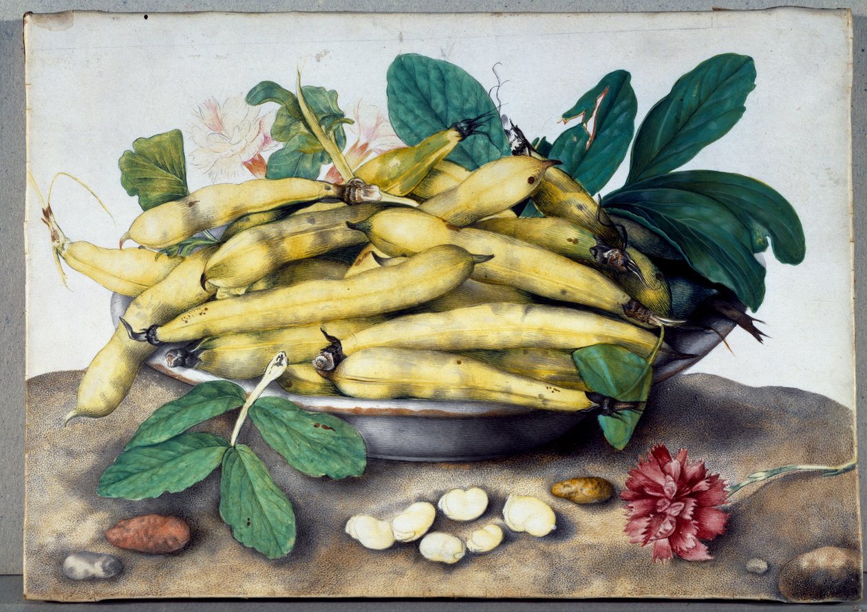 Ainda vida com favas de feijão largo (wc no pergaminho) de Giovanna Garzoni