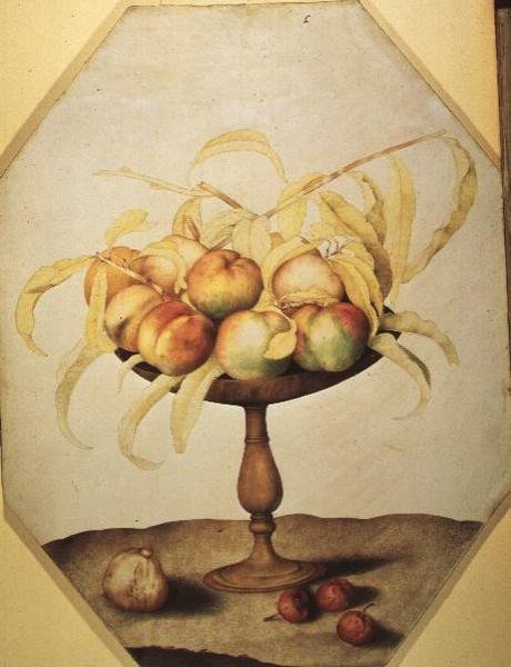 Tigela de Pêssegos (tempera em velino) de Giovanna Garzoni