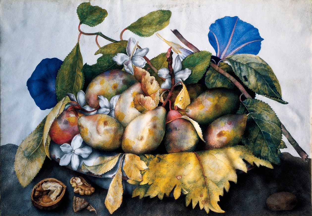 Prato de ameixas, jasmim e nozes Pintura em pergaminho por Giovanna Garzoni (1600-1670) de Giovanna Garzoni
