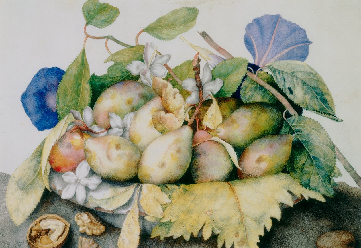 Prato de ameixas, jasmim e nozes de Giovanna Garzoni