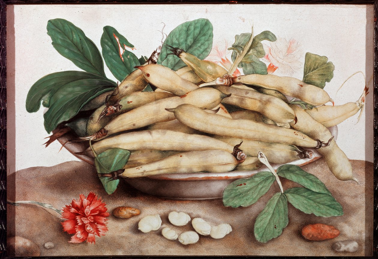 Still Life with Bean Plate Painting de Giovanna Garzoni (1600-1670) Florença do século XVII. Palazzo Pitti. de Giovanna Garzoni
