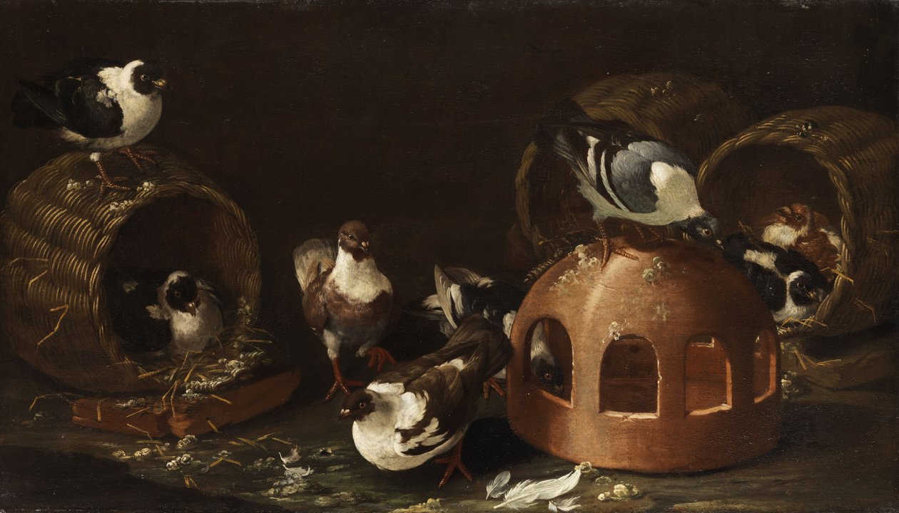Pombos entre calha de alimentação e cestos de Giovanni Agostino Cassana