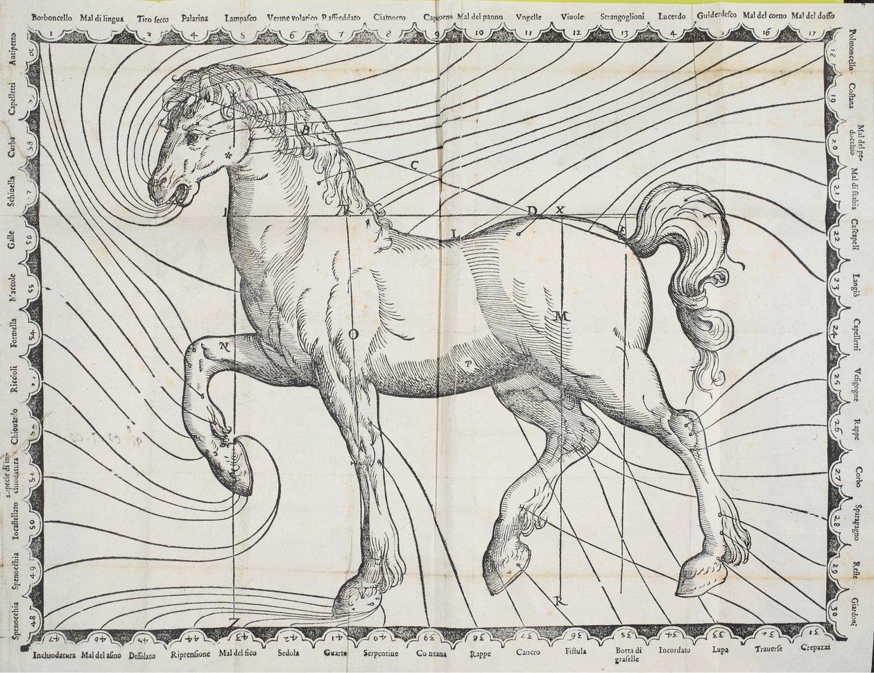 Diagrama de pontos de derramamento de sangue em um cavalo do livro antigo sobre criação de cavalos, 1570 de Giovanni Battista Ferraro
